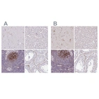 Immunohistochemical staining of human cerebral cortex, liver, lymph node and testis using Anti-TMEM119 antibody HPA052650 (A) shows similar protein distribution across tissues to independent antibody HPA051870 (B).