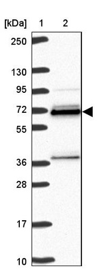 Anti-HNRNPL Antibody