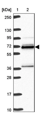 Lane 1: Marker [kDa] 250, 130, 95, 72, 55, 36, 28, 17, 10_br/_Lane 2: Human cell line RT-4