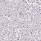 Anti-TMEM119 Antibody