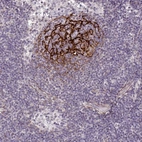 Immunohistochemical staining of human lymph node shows strong positivity in reticular fibers in germinal center cells.