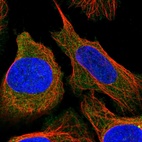 Immunofluorescent staining of human cell line U-2 OS shows localization to cytosol.