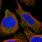 Immunofluorescent staining of human cell line U-2 OS shows localization to cytosol.