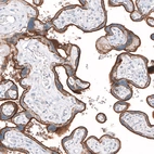 Immunohistochemical staining of human placenta shows strong membranous positivity in trophoblastic cells.