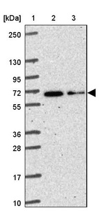 Anti-KIAA2013 Antibody