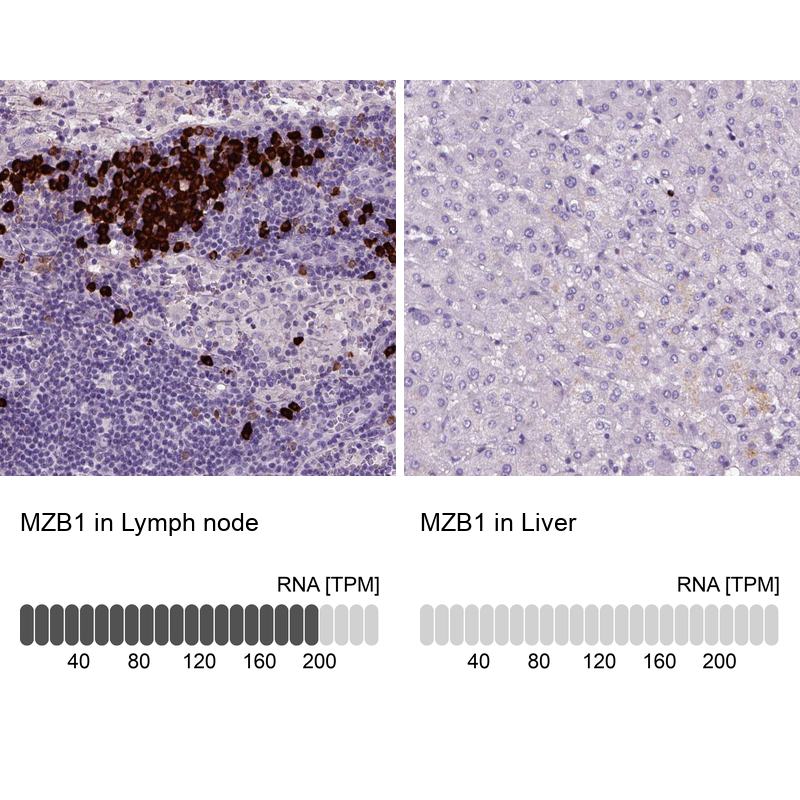 Anti-MZB1 Antibody