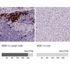 Anti-MZB1 Antibody