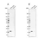 Western blot analysis using Anti-MZB1 antibody HPA052694 (A) shows similar pattern to independent antibody HPA043745 (B).