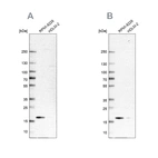 Western blot analysis using Anti-MZB1 antibody HPA052694 (A) shows similar pattern to independent antibody HPA043745 (B).