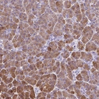 Immunohistochemical staining of human pancreas shows moderate cytoplasmic positivity in exocrine glandular cells.