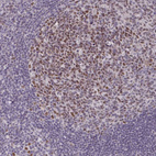 Anti-MLH1 Antibody