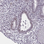Immunohistochemical staining of human endometrium shows weak to moderate nuclear positivity in glandular cells.
