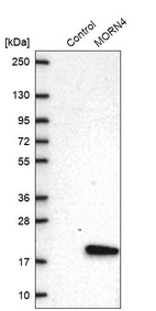 Western blot analysis in control (vector only transfected HEK293T lysate) and MORN4 over-expression lysate (Co-expressed with a C-terminal myc-DDK tag (~3.1 kDa) in mammalian HEK293T cells, LY405849).