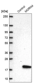 Western blot analysis in control (vector only transfected HEK293T lysate) and MORN4 over-expression lysate (Co-expressed with a C-terminal myc-DDK tag (~3.1 kDa) in mammalian HEK293T cells, LY405849).
