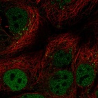 Anti-CEBPA Antibody