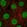 Anti-C22orf46 Antibody