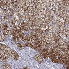 Immunohistochemical staining of human adrenal gland shows high expression.