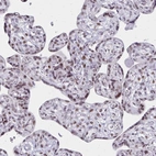 Immunohistochemical staining of human placenta shows moderate nuclear positivity in trophoblastic cells.