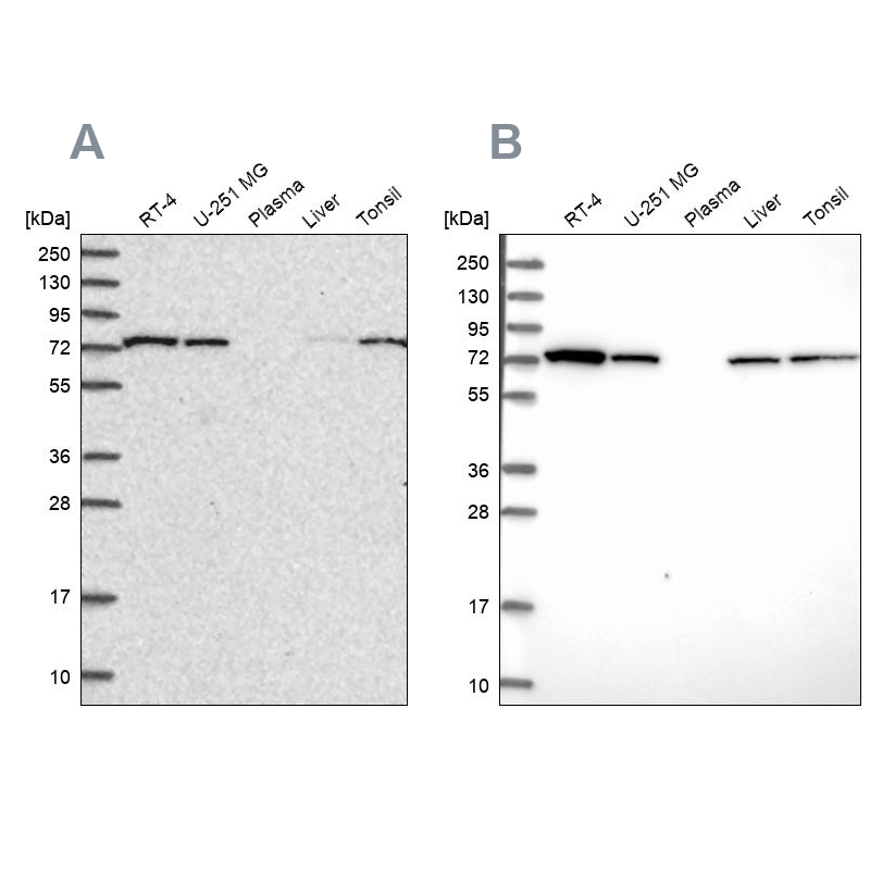 Anti-SNX1 Antibody