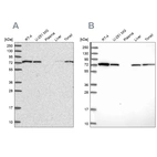 Anti-SNX1 Antibody