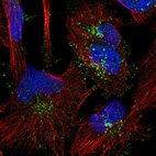 Immunofluorescent staining of human cell line U-251 MG shows localization to vesicles.