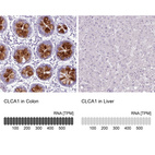 Anti-CLCA1 Antibody