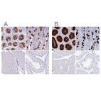 Immunohistochemical staining of human colon, gastrointestinal, skeletal muscle and testis using Anti-CLCA1 antibody HPA052787 (A) shows similar protein distribution across tissues to independent antibody HPA059301 (B).