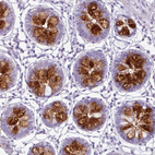 Immunohistochemical staining of human colon shows strong cytoplasmic positivity in goblet cells.