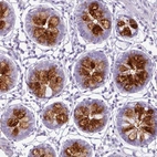 Immunohistochemical staining of human colon shows strong cytoplasmic positivity in goblet cells.