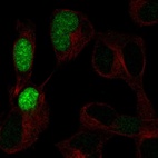 Anti-POU3F3 Antibody