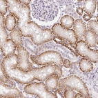 Immunohistochemical staining of human kidney shows high expression.