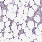 Anti-ADGRE1 Antibody