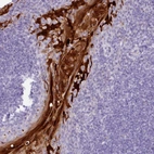 Anti-NCCRP1 Antibody