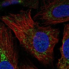 Immunofluorescent staining of human cell line U-2 OS shows localization to mitochondria.