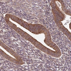 Immunohistochemical staining of human endometrium shows strong cytoplasmic positivity in glandular cells.