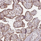 Immunohistochemical staining of human placenta shows moderate to strong cytoplasmic positivity in trophoblastic cells.