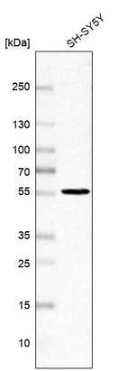 Anti-SLC29A4 Antibody