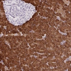 Immunohistochemical staining of human pancreas shows high expression.