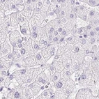 Immunohistochemical staining of human liver using Anti-ERP27 antibody HPA052851.