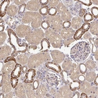 Immunohistochemical staining of human kidney shows moderate membranous/cytoplasmic positivity in cells in tubules.