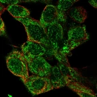 Immunofluorescent staining of human cell line Hep G2 shows localization to nucleus & mitochondria.