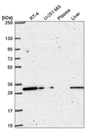 Anti-CCDC69 Antibody