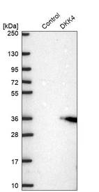 Western blot analysis in control (vector only transfected HEK293T lysate) and DKK4 over-expression lysate (Co-expressed with a C-terminal myc-DDK tag (~3.1 kDa) in mammalian HEK293T cells, LY402331).