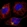 Anti-DENND5A Antibody