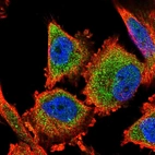 Anti-C14orf159 Antibody
