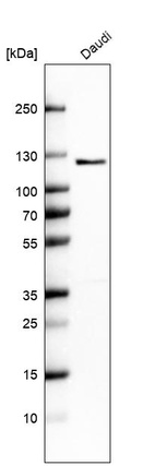 Western blot analysis in human cell line Daudi.