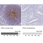 Anti-CR2 Antibody