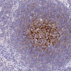 Immunohistochemical staining of human lymph node shows strong membranous positivity in germinal center cells.