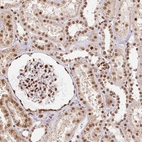 Immunohistochemical staining of human kidney shows strong nuclear positivity in cells in glomeruli and moderate nuclear positivity in cells in tubules.