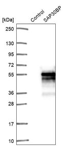 Western blot analysis in control (vector only transfected HEK293T lysate) and SAP30BP over-expression lysate (Co-expressed with a C-terminal myc-DDK tag (~3.1 kDa) in mammalian HEK293T cells, LY415705).